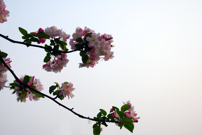 花之舞