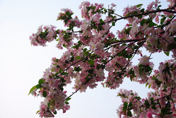 花之舞