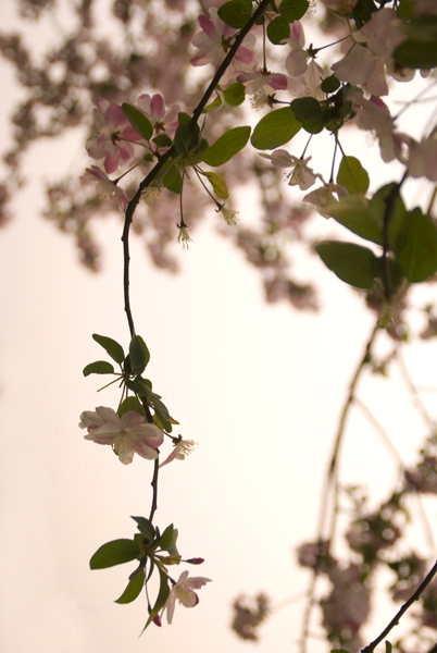 樱花烂漫绕枝浓