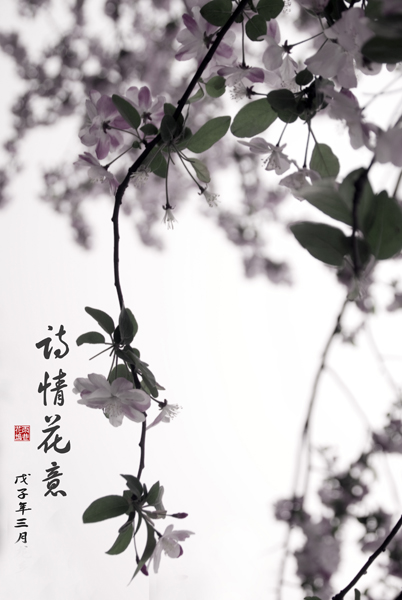 樱花烂漫绕枝浓