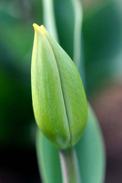 三月花开