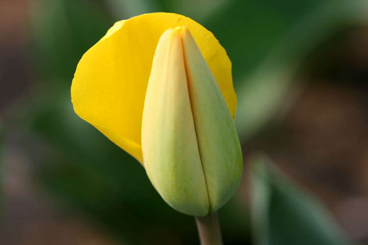 三月花开
