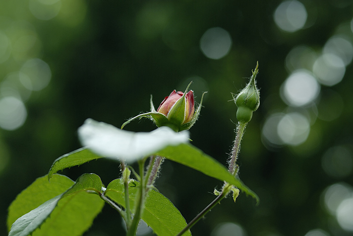 月季花