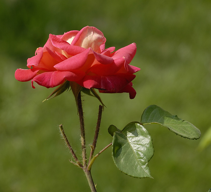 月季花