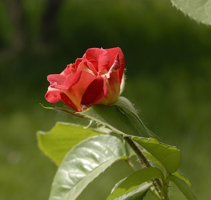月季花