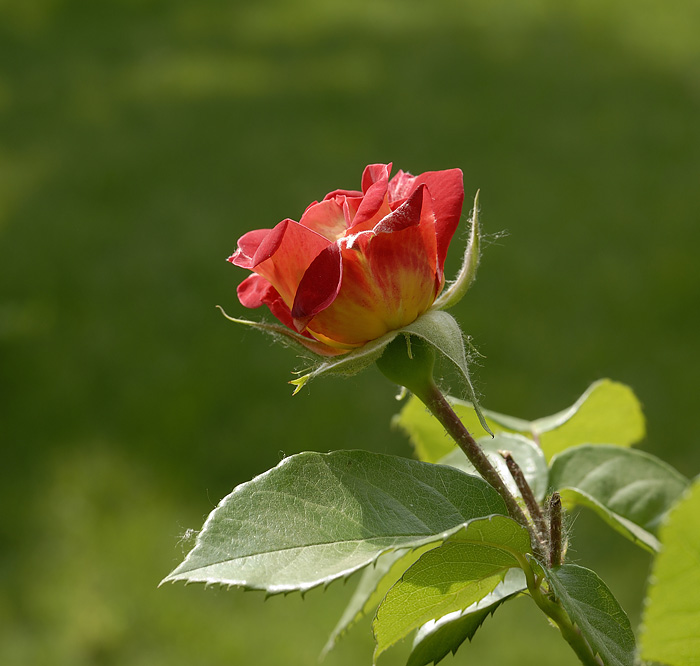 月季花