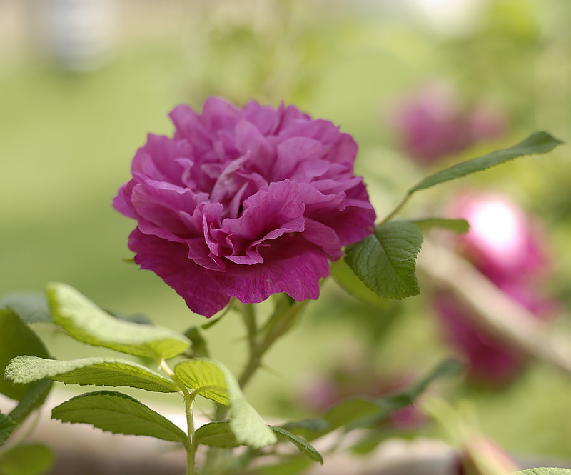 月季花