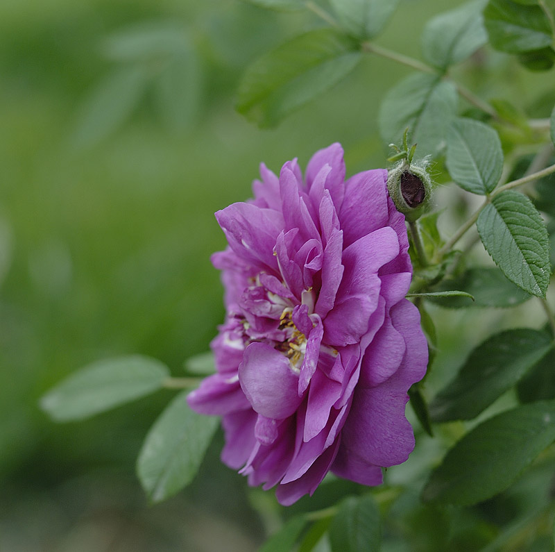 月季花