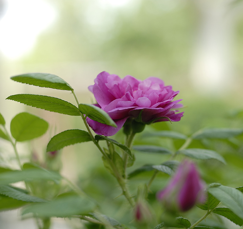 月季花