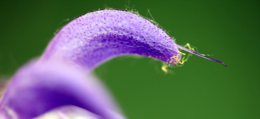 濮上园拍到的花