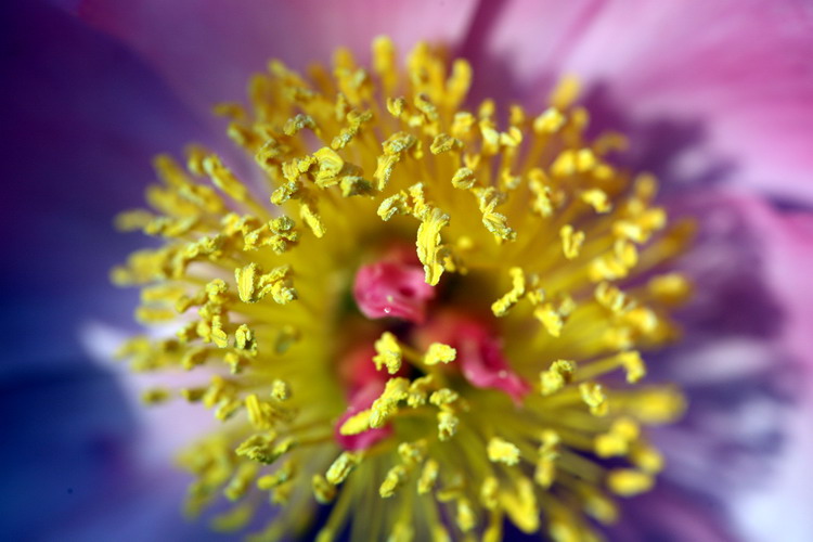 濮上园拍到的花