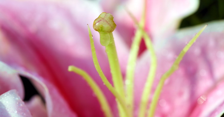 濮上园拍到的花