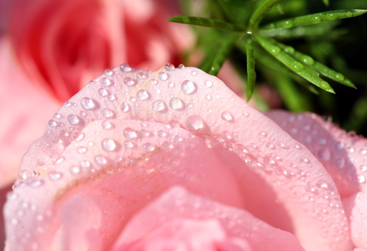 濮上园拍到的花