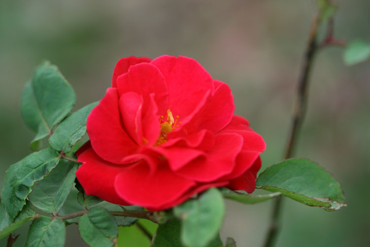 三月花开