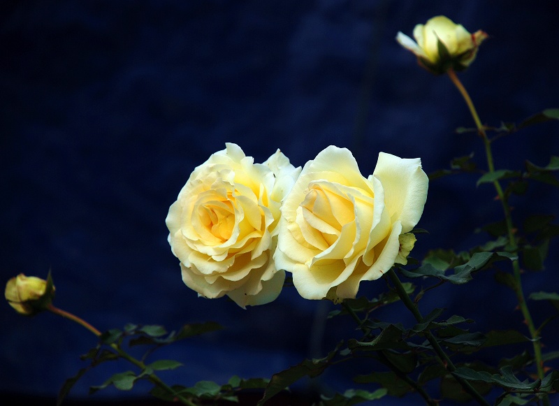 春花秋实