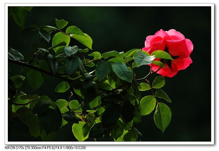 一组月季花