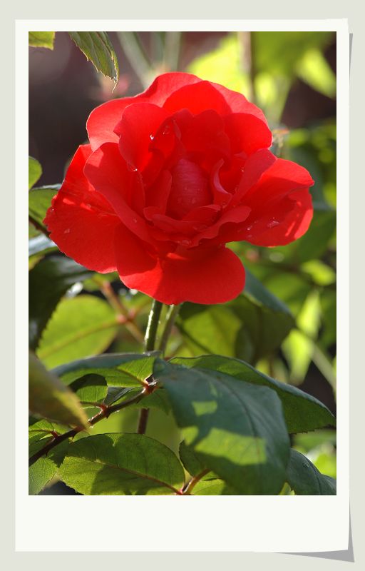 一组月季花