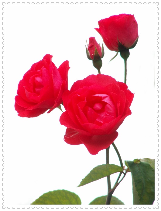 一组月季花