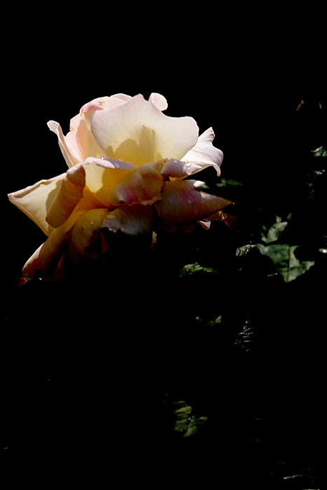 [原创]发一朵白花