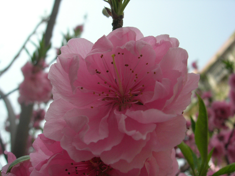 桃花朵朵开