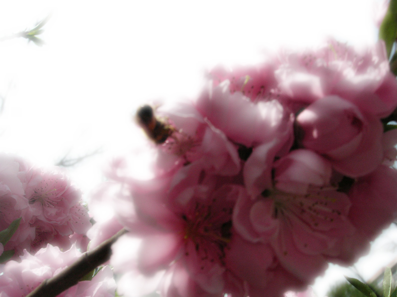 桃花朵朵开