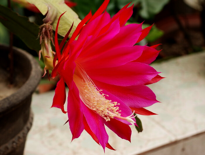 也拍昙花