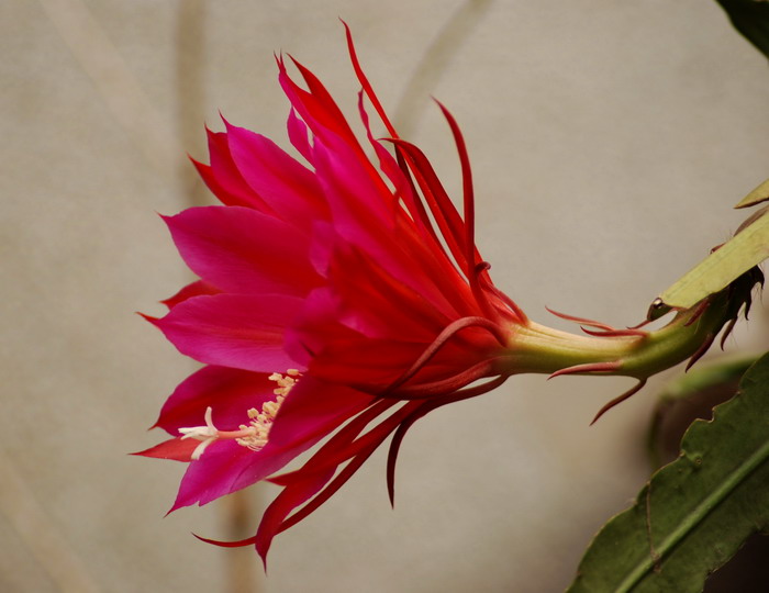 也拍昙花