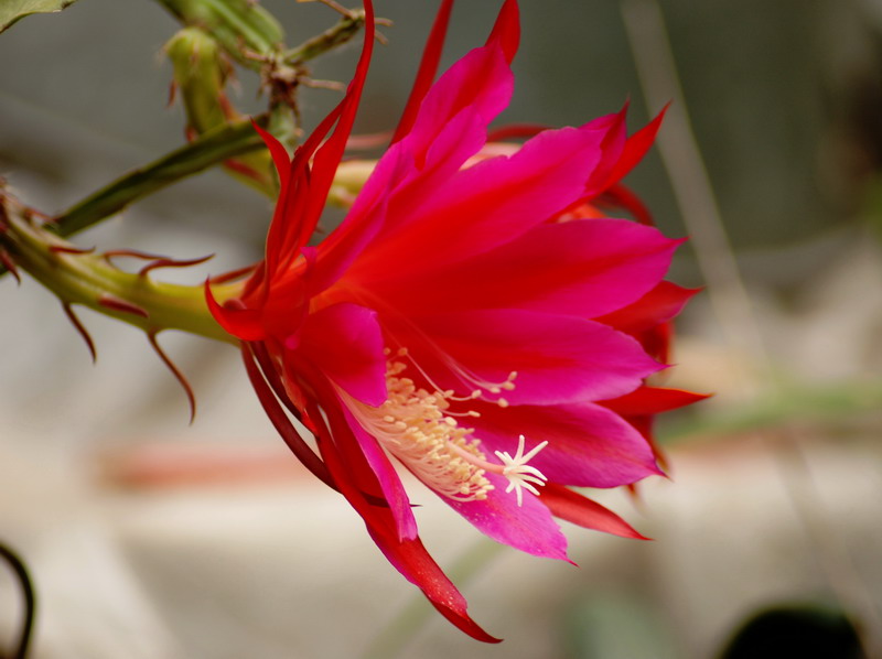 也拍昙花
