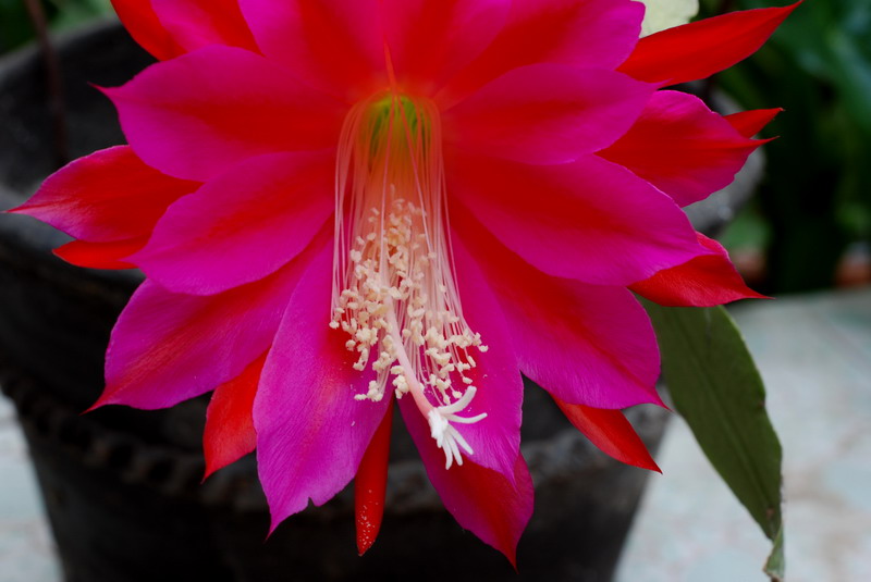 也拍昙花