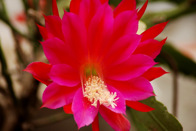 也拍昙花