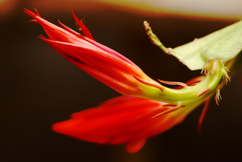 也拍昙花