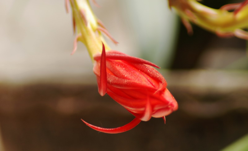 也拍昙花