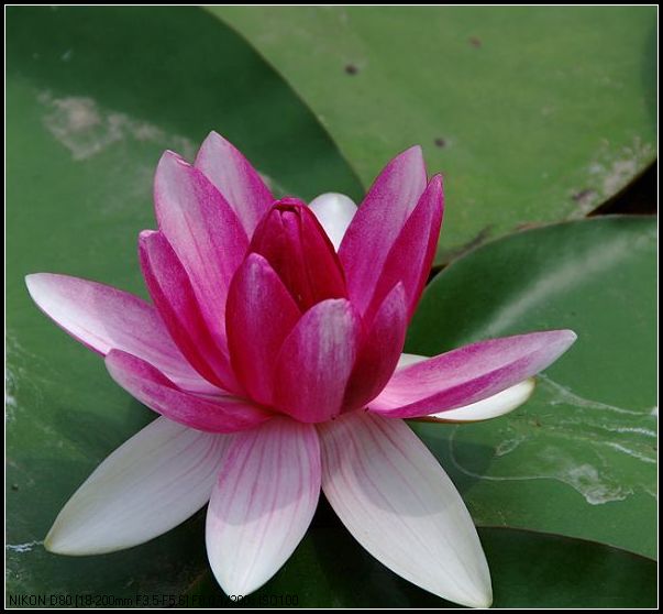 睡莲花
