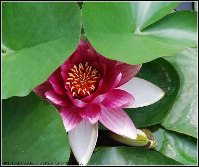 睡莲花