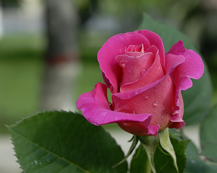 月季花