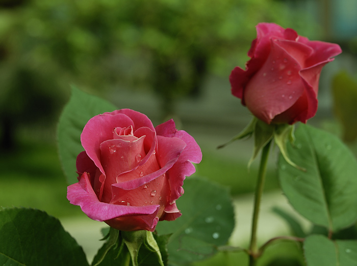 月季花