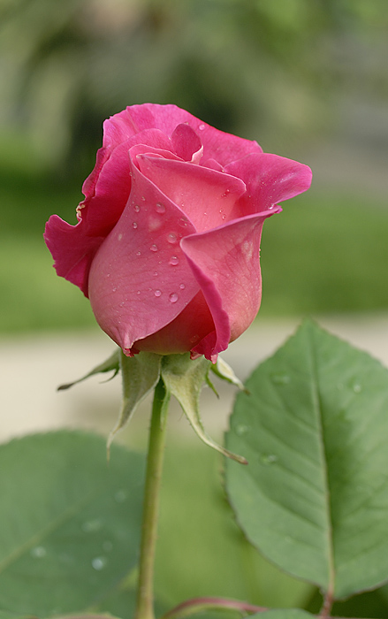月季花
