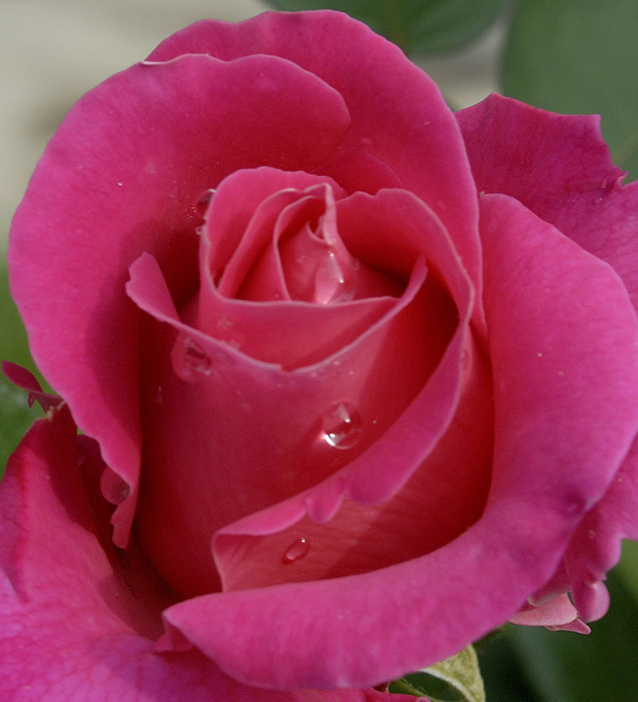 月季花