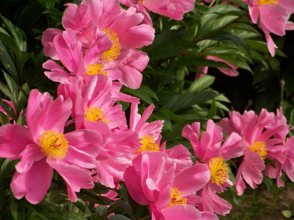 花开花落[5P]