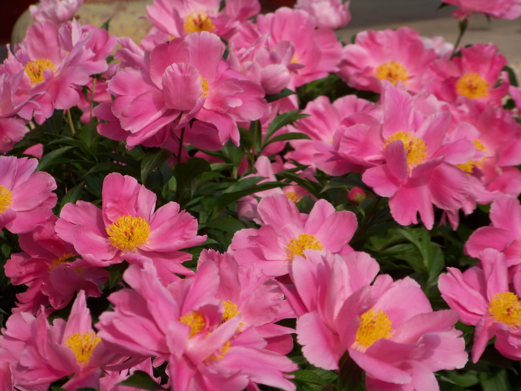 花开花落[5P]