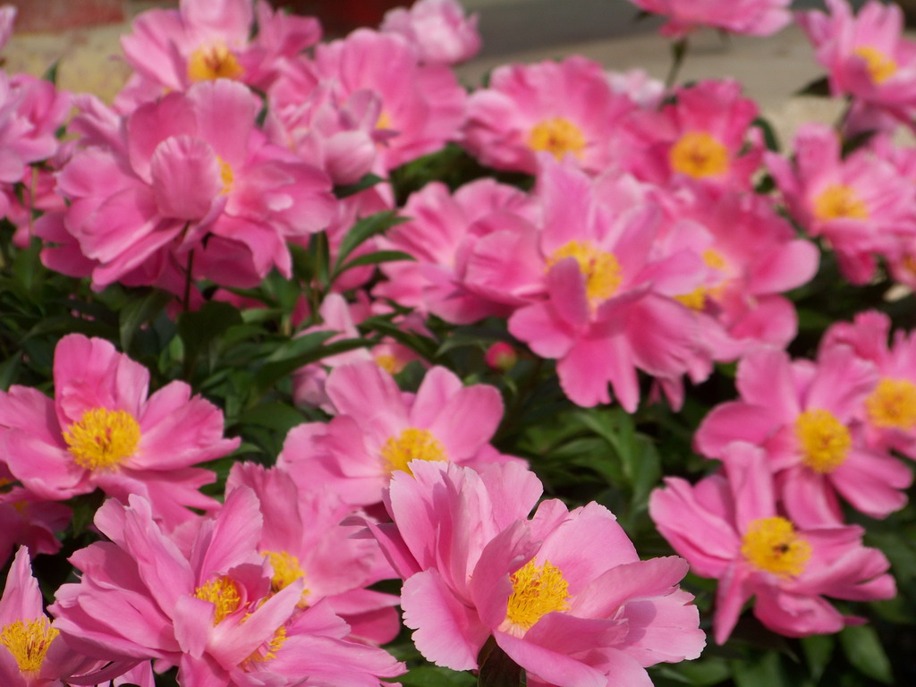 花开花落[5P]