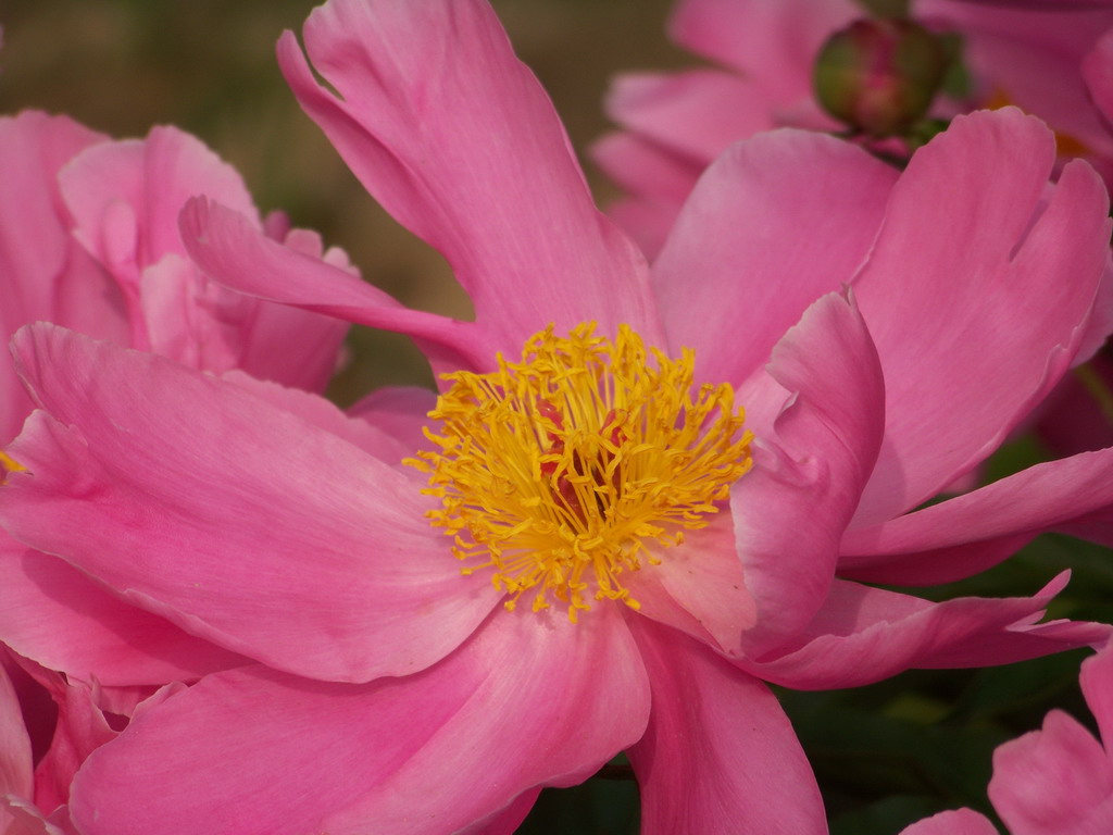 花开花落[5P]