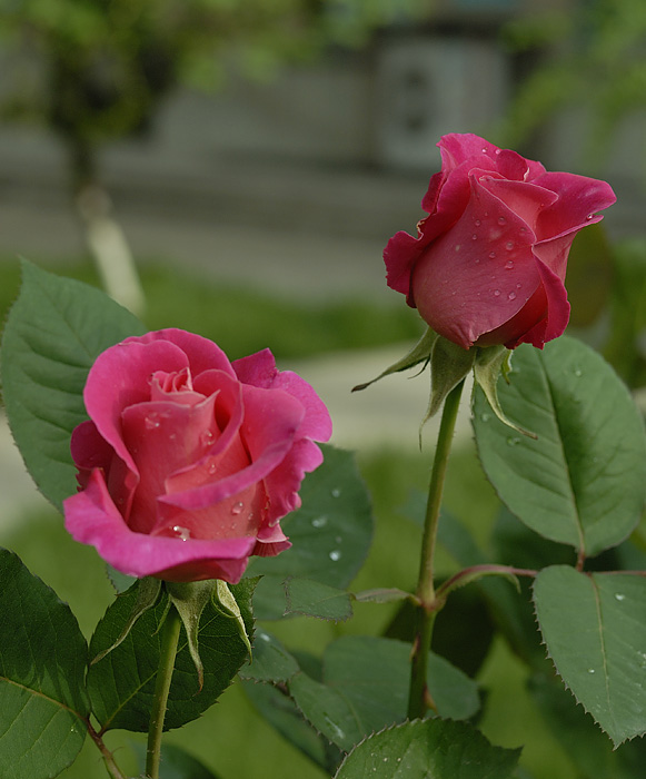 月季花