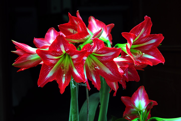 晚风花韵