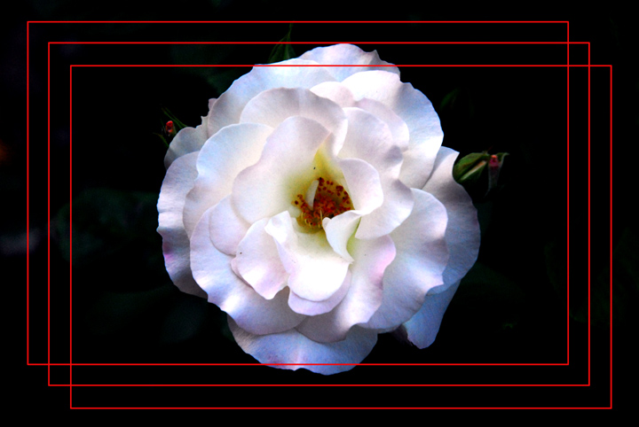 晚风花韵