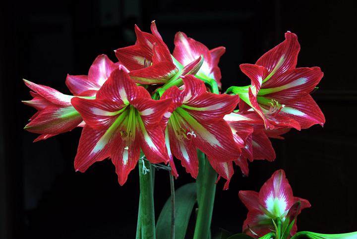晚风花韵