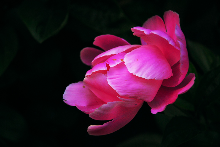 晚风花韵