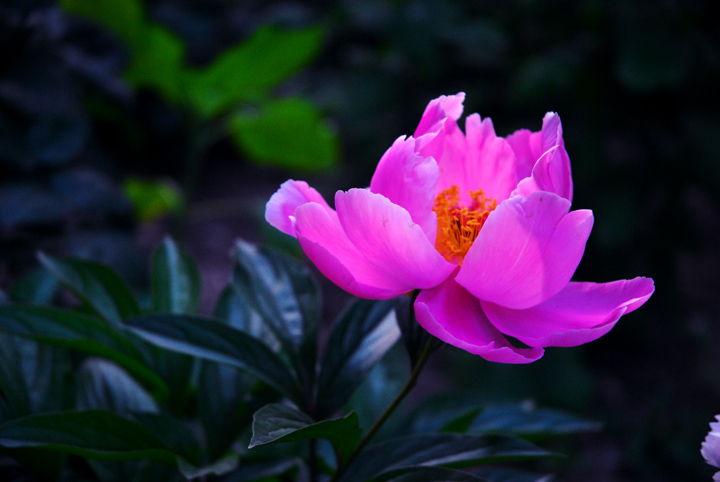 晚风花韵
