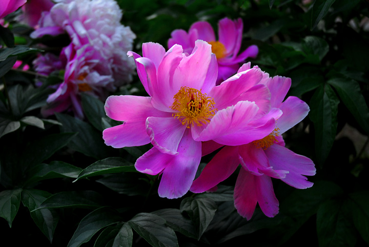 晚风花韵