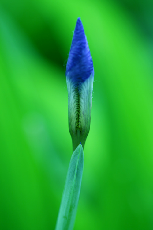 三月花开